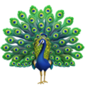 peacock on platform Apple