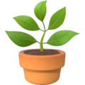potted plant on platform Apple