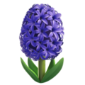 hyacinth on platform Apple