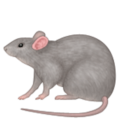 rat on platform Apple