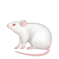 mouse on platform Apple