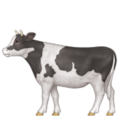 cow on platform Apple