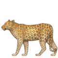 leopard on platform Apple