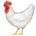 rooster on platform Apple