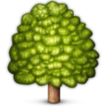 deciduous tree on platform Apple