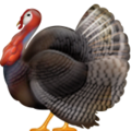 turkey on platform Apple