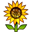 sunflower on platform Apple
