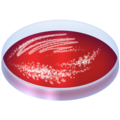 petri dish on platform Emojipedia