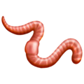 worm on platform Emojipedia