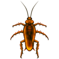 cockroach on platform Emojipedia