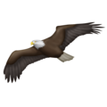 eagle on platform Emojipedia