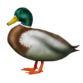 duck on platform Emojipedia