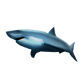 shark on platform Emojipedia