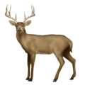 deer on platform Emojipedia
