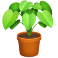 potted plant on platform Facebook