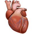 anatomical heart on platform Facebook
