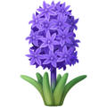 hyacinth on platform Facebook