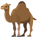 camel on platform Facebook