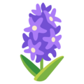 hyacinth on platform Google
