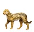 leopard on platform HuaWei