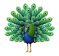 peacock on platform HuaWei