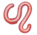 worm on platform HuaWei
