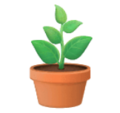 potted plant on platform HuaWei