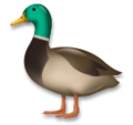 duck on platform LG