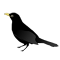 black bird on platform Sample