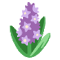 hyacinth on platform Sample