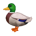 duck on platform Telegram
