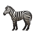 zebra on platform Telegram
