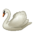 swan on platform Telegram