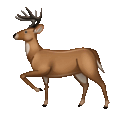 deer on platform Telegram