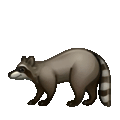 raccoon on platform Telegram