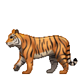 tiger on platform Telegram
