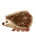 hedgehog on platform Telegram