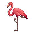 flamingo on platform Telegram
