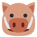 boar on platform Twitter