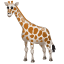 🦒