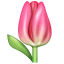 tulip on platform Whatsapp