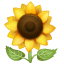 sunflower on platform Whatsapp