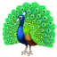 peacock on platform Whatsapp