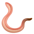 worm on platform Whatsapp