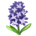 hyacinth on platform Whatsapp